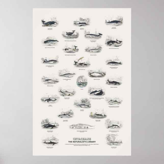 Cetaceans - Naturalist's Library Poster (Front)