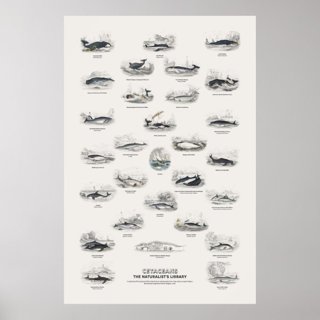 Cetaceans - Naturalist's Library Poster (Front)
