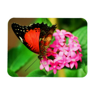 Cethosia biblis Premium Magnet