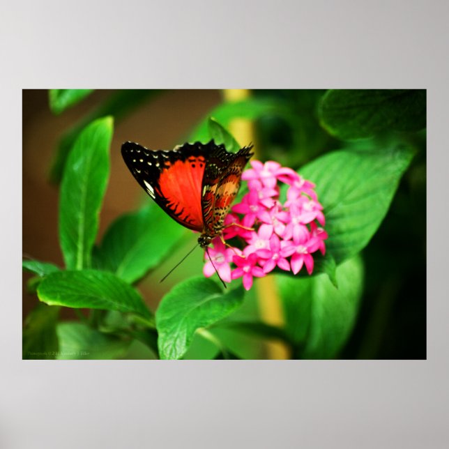 Cethosia biblis Print (Front)