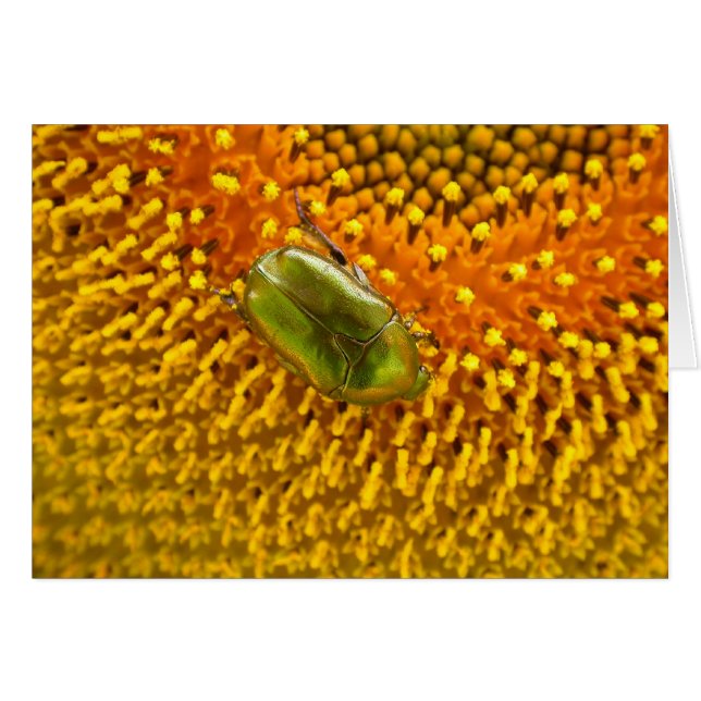 Cetonia aurata cards (Front Horizontal)