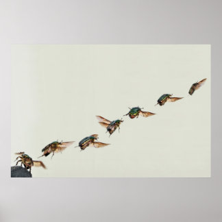 Cetonia aurata Take-off Poster