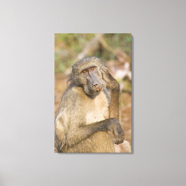 Chacma Baboon (Papio ursinus) scratching its Canvas Print (Front)