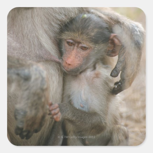 Chacma Baboon, Papio ursinus with young, Kruger Square Sticker (Front)