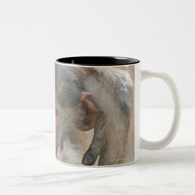 Chacma Baboon, Papio ursinus with young, Kruger Two-Tone Coffee Mug (Right)