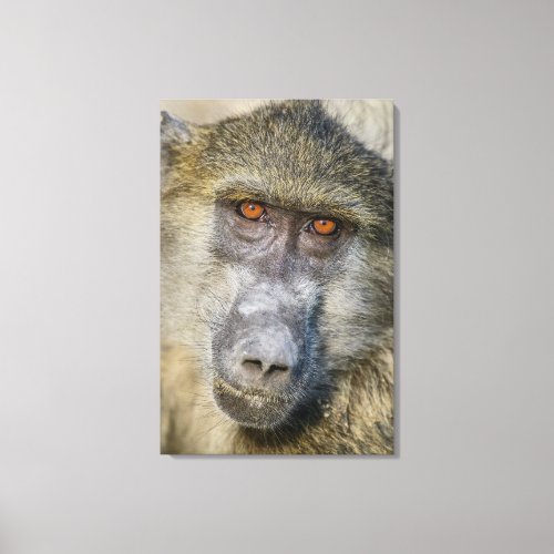 Chacma Baboons Face Canvas Print