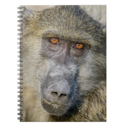 Chacma Baboons Face Notebook
