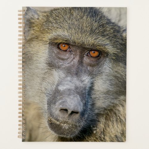 Chacma Baboons Face Planner