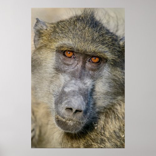 Chacma Baboons Face Poster