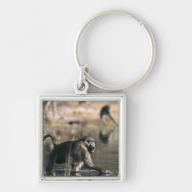 Chacma Baboons (Papio ursinus) walking through Keychain (Front)