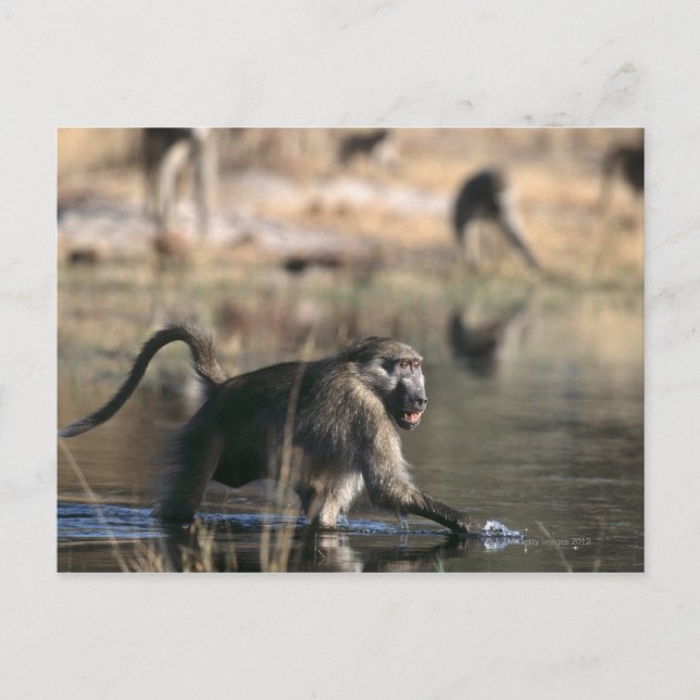 Chacma Baboons (Papio ursinus) walking through Postcard (Front)