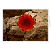 Chaco Stone Rose (Front Horizontal)