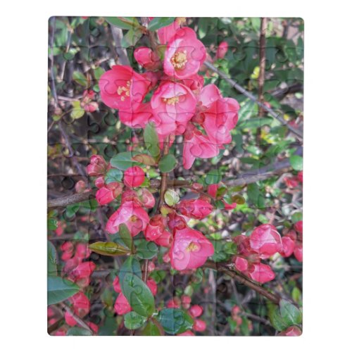 Chaenomeles japonica  Ornamental quince Jigsaw Puzzle