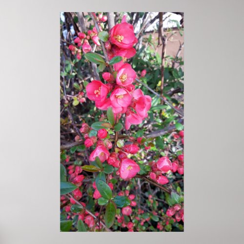 Chaenomeles japonica  Ornamental quince Poster