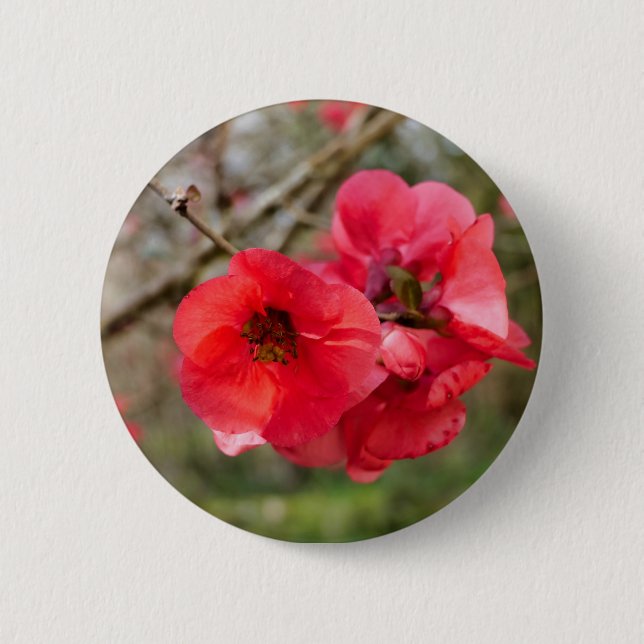 Chaenomeles speciosa Badge Button (Front)