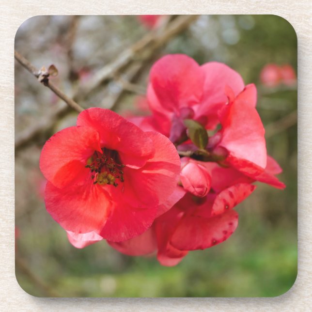 Chaenomeles speciosa beverage coaster (Front)
