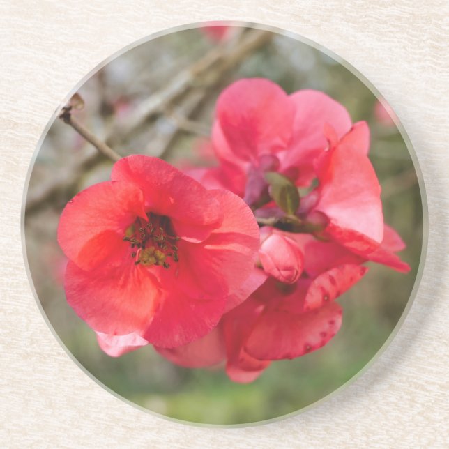 Chaenomeles speciosa coaster (Front)