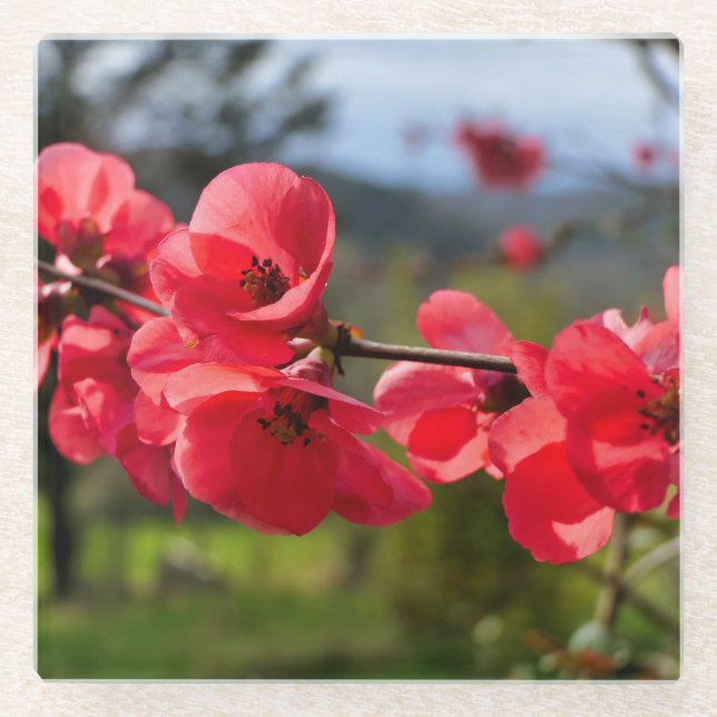 Chaenomeles speciosa glass coaster (Front)