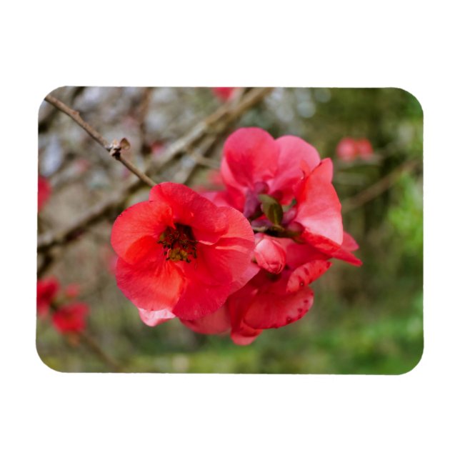 Chaenomeles speciosa magnet (Horizontal)
