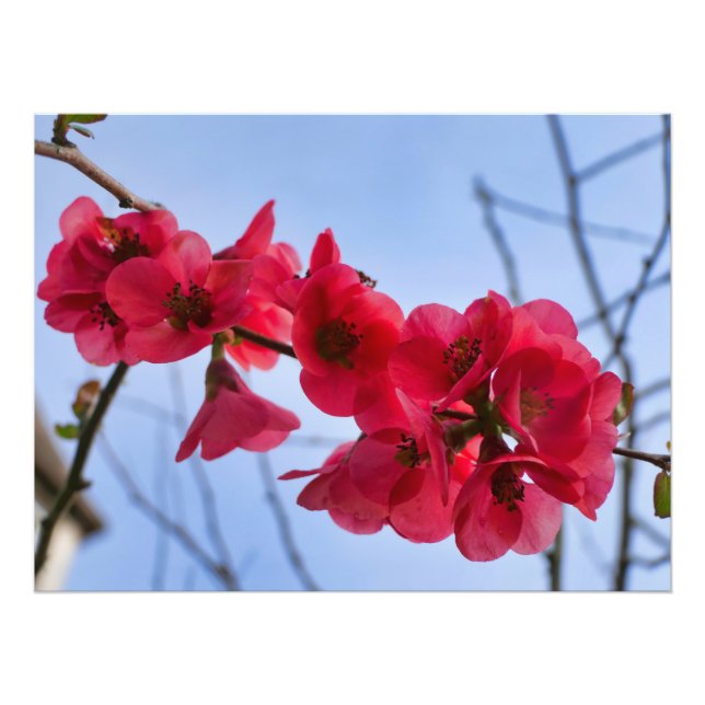 Chaenomeles speciosa photo print (Front)