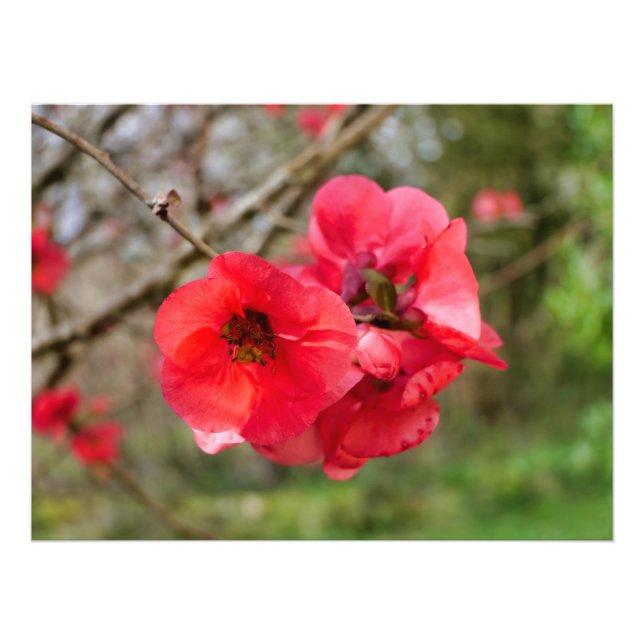 Chaenomeles speciosa photo print (Front)