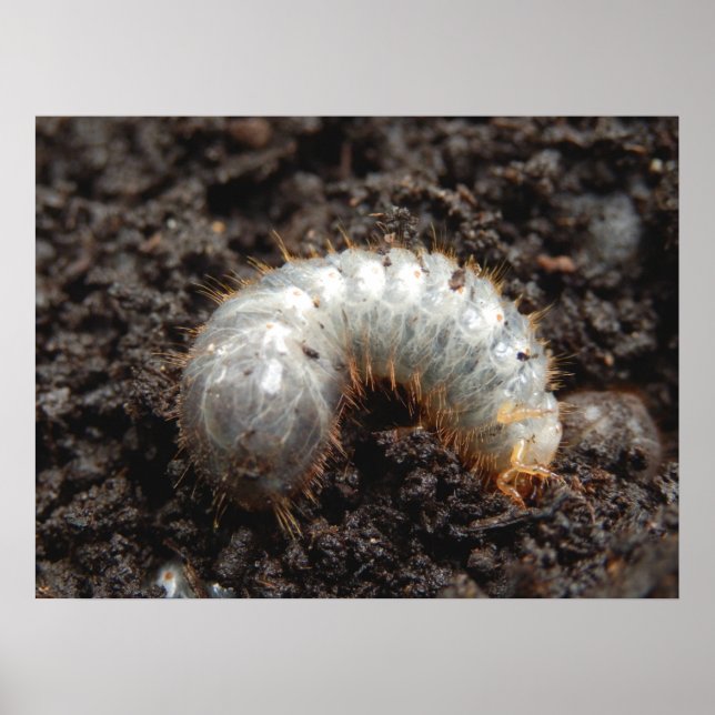 Chafer Larva Poster (Front)