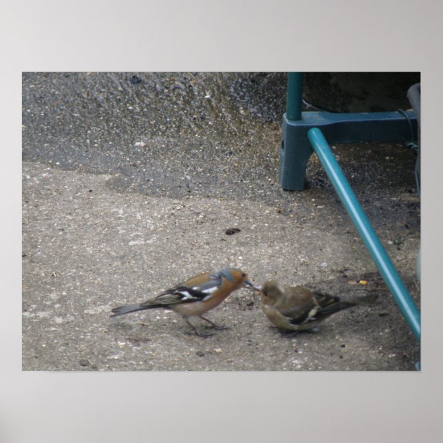 Chaffinch Chick Gets Fed Print (Front)