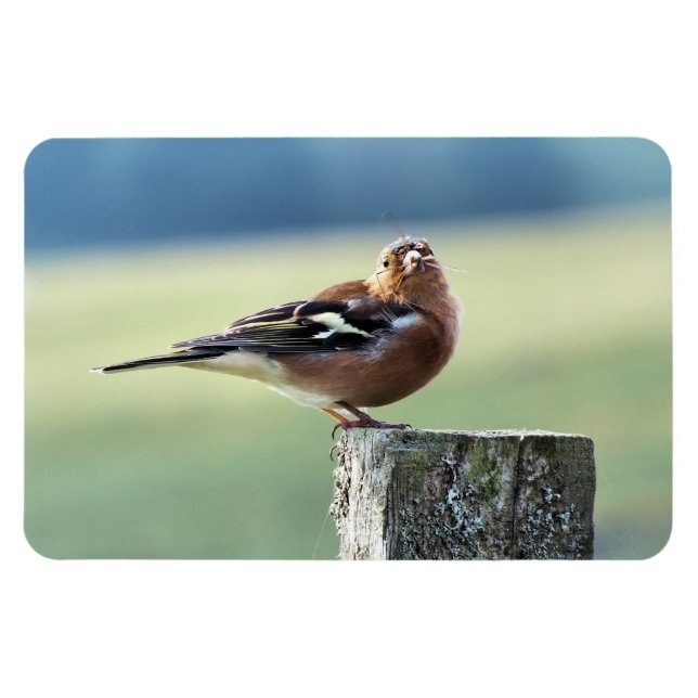 CHAFFINCH MAGNET (Horizontal)