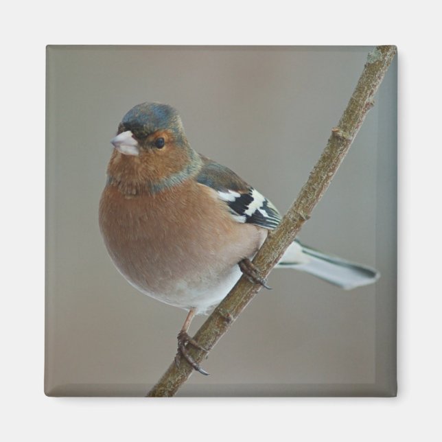 Chaffinch magnet (Front)
