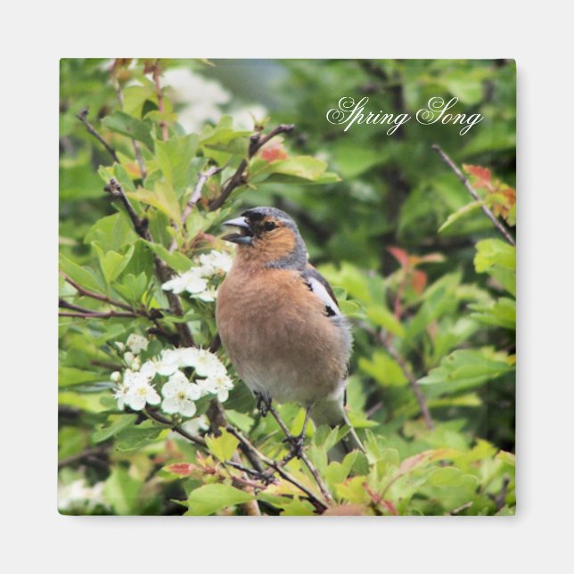 CHAFFINCH MAGNET (Front)