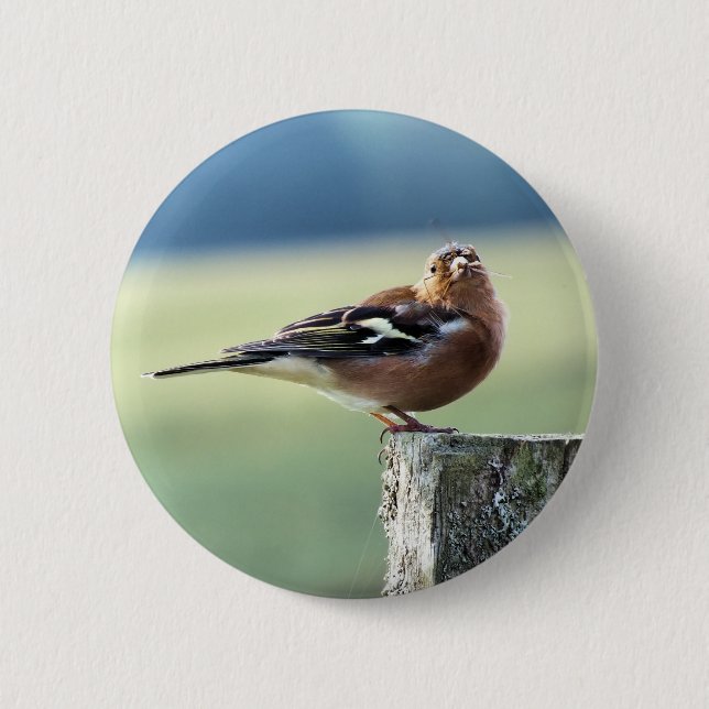 CHAFFINCH PINBACK BUTTON (Front)