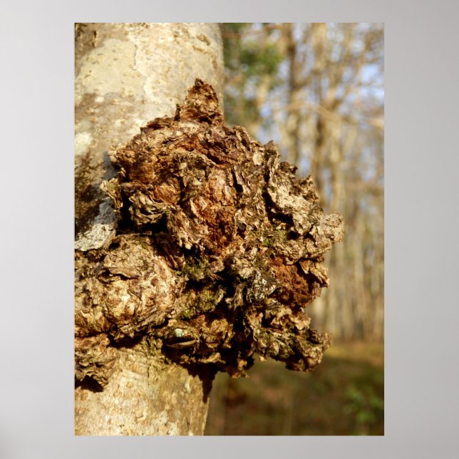 Chaga Mushroom Poster (Front)