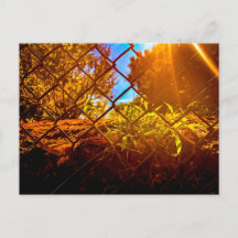 Chain Link Fence with Dramatic Sunlight Flare