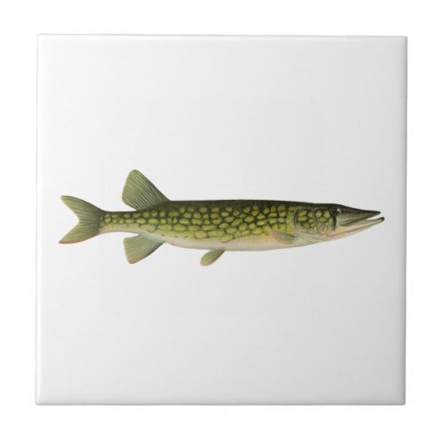 Chain Pickerel Illustration Ceramic Tile