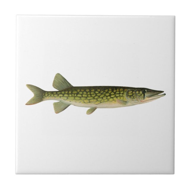 Chain Pickerel Illustration Ceramic Tile (Front)