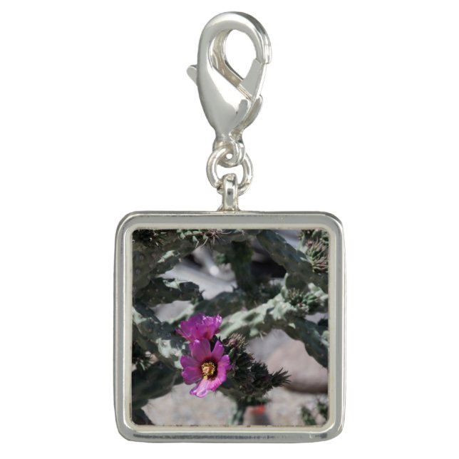 Challa Cactus in bloom  Charm (Front)
