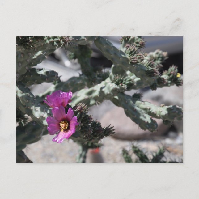 Challa Cactus in bloom  Holiday Postcard (Front)