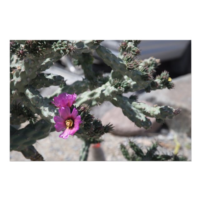 Challa Cactus in bloom Photo Print (Front)