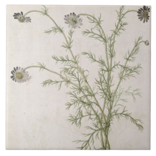 Chamaemelum nobile Allioni, c.1568 Tile