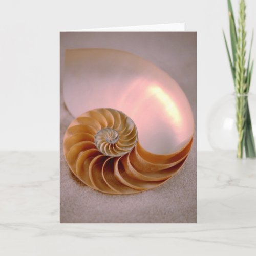 Chambered Nautilus Card