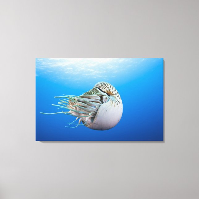 Chambered Nautilus (Nautilus pompilius), Great Bar Canvas Print (Front)