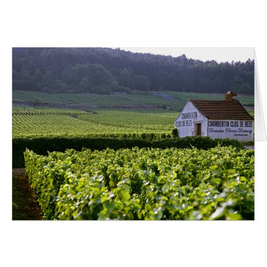 Chambertin Clos de Beze Grand Cru vineyard with (Front Horizontal)