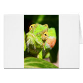Chameleon (Front Horizontal)