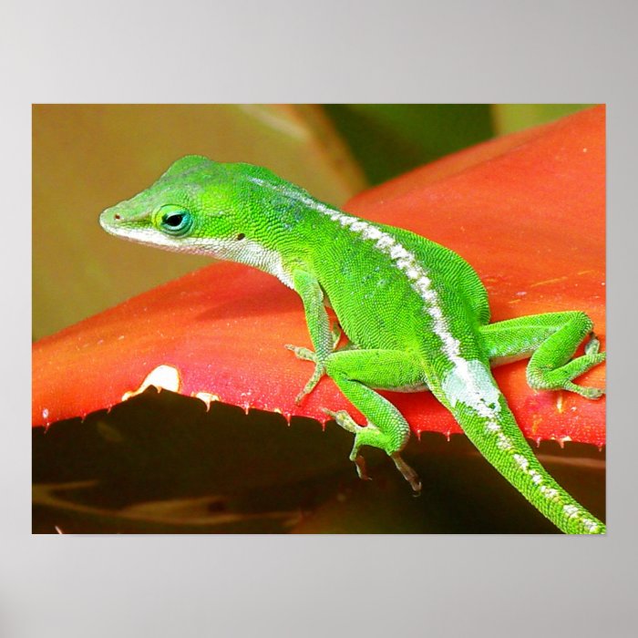 Chameleon 1 print