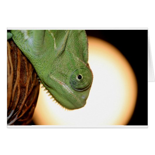 chameleon cards (Front Horizontal)