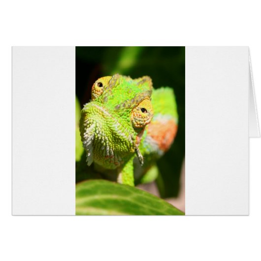 Chameleon Cards (Front Horizontal)