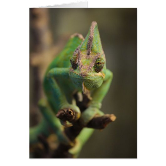 Chameleon Cards (Front)