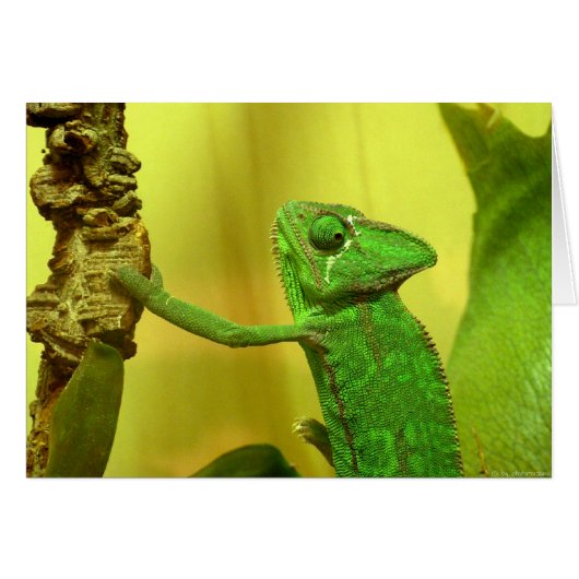 Chameleon Cards (Front Horizontal)