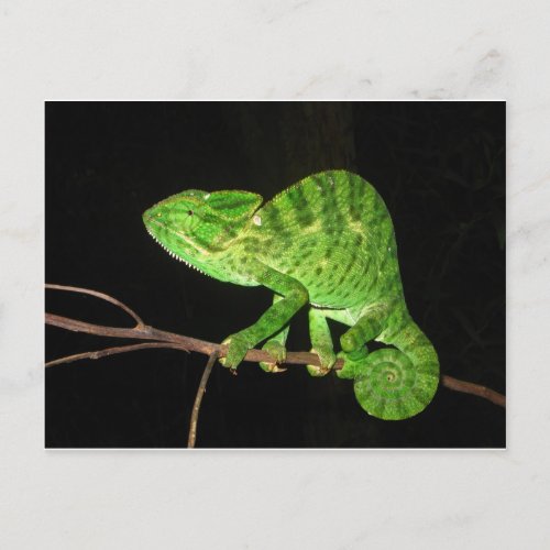Chameleon Chamaeleo zeylanicus Postcard