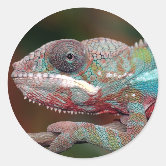 chameleon classic round sticker (Front)